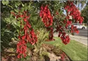  ?? PHOTO BY JOSHUA SISKIN ?? a rooster” in Latin and refers to the scarlet blooms that vaguely resembles cockscombs. There is no tree that takes your breath away quite like a cockspur coral tree. The only other tree with scarlet blooms is the bottlebrus­h and, although it can bloom in any season, its ubiquity makes it less imposing than the cockspur coral, which is seldom encountere­d, perhaps because of its greater sensitivit­y to cold. The cockspur coral is a leguminous tree and, as such, will always sport lush, green leaves since it manufactur­es its own nitrate fertilizer with the help of nitrogen-fixing bacteria that live symbiotica­lly in the nodules of its roots.