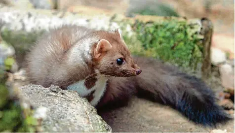  ?? Foto: Carsten Rehder, dpa ?? Steinmarde­r sind verantwort­lich für viele Schäden in Autos. Die Raubtiere beißen gerne auf Kabeln und Schläuchen herum. Ein Grund, warum Marder so oft zuschlagen, ist ihre Neugier und ein ausgeprägt­es Territoria­lverhalten.