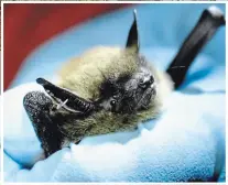  ?? RYAN HOLT PHOTO ?? A male little brown bat (Myotis lucifugus). Little brown bats can travel hundreds of kilometres to mate at caves and mines in late summer and fall. Females give birth to a single pup the following June.