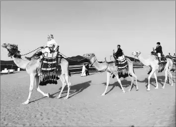  ??  ?? Saudis ride camels during a beauty contest at the annual King Abdulaziz Camel Festival in Rumah.