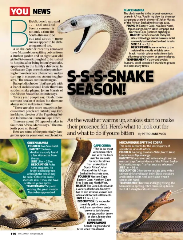 How to become a snake catcher in South Africa? - African Snakebite Institute