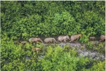  ?? ?? Fourteen elephants appear in Yuanjiang county, Yunnan province on Aug 9.
HU CHAO / XINHUA