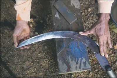  ?? (AP/Binsar Bakkara) ?? An Indonesian migrant worker sharpens the blade of his sickle used for cutting down palm oil fruit from tall trees in Sabah, Malaysia.