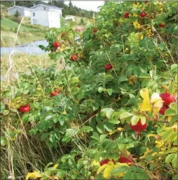  ??  ?? Huge wild rose “hips” photograph­ed on the Salmonier Line.