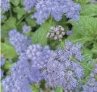  ?? CARLY RG YOUNG ?? Blue mistflower