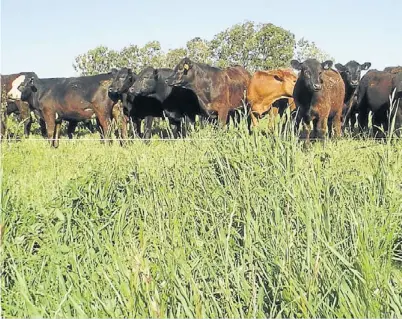  ??  ?? Metiendo más kilos. El simulador acopla datos de precipitac­iones, producción forrajera y crecimient­o animal.