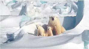  ??  ?? ‘Look for something yellow’… a polar bear and her cubs stand out against the snow of the Arctic
Sound bite: jaguars have the strongest jaws of any big cat – twice as crushing as a tiger’s