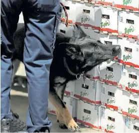  ?? AFP ?? Narcos. La Policía con perros amaestrado­s para detectar drogas.