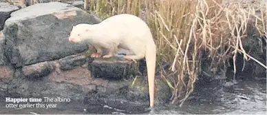  ??  ?? Happier time The albino otter earlier this year