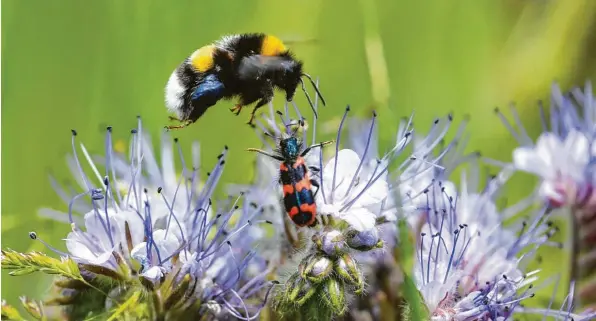  ?? Foto: Arne Dedert ?? Die wahre Schönheit der Natur liegt häufig im Detail: Auf einem Blühstreif­en fliegt eine Hummel eine blühende Phacelia an, auf der ein Käfer sitzt.