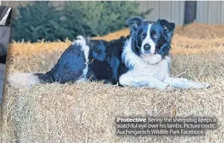  ?? ?? Protective Benny the sheepdog keeps a watchful eye over his lambs. Picture credit: Auchingarr­ich Wildlife Park Facebook