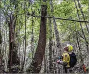  ?? NSW NATIONAL PARKS AND WILDFIRE ?? NSW National Parks and Wildlife Service personnel inspect Wollemi Pines in New South Wales, Australia. Firefighte­rs have saved the world’s last remaining wild stand of a prehistori­c tree from wildfires.