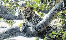  ?? CHRISTINA JONAS ?? The leopard is the most elusive of the big cats, and has a conservati­on status of vulnerable, so seeing one in the Serengeti is thrilling.