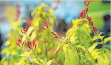  ?? FOTO: DPA ?? Die Blüten des Ananassalb­eis (Salvia rutilans) haben einen leicht süßlichen Geschmack.