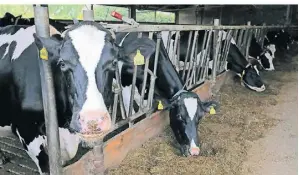  ?? ?? Ludger Quernhorst produziert auf seinem Hof vor allem Milch, seit dem vergangene­n Jahr unter dem Tierschutz­label.