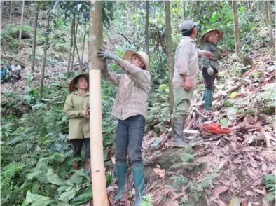  ?? Photo Việt Dũng
VNS ?? Farmers harvest cinnamon in Yên Bái Province.