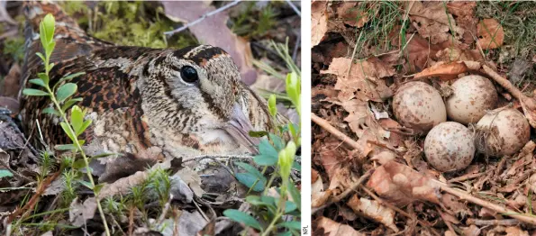  ??  ?? CRYPTIC Woodcocks blend beautifull­y with the leafy woodland floor WOODLAND NEST Woodcock eggs are laid in a minimal nest on the ground Even the fluffy babies have cryptic patterning for camouflage in woodland MINI-WOODCOCKS