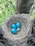  ?? M. Hauber, via © The New York Times Co. ?? This angular, pointy “egg” was placed in a robin’s nest by scientists.