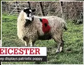  ?? ?? LEICESTER Sheep displays patriotic poppy