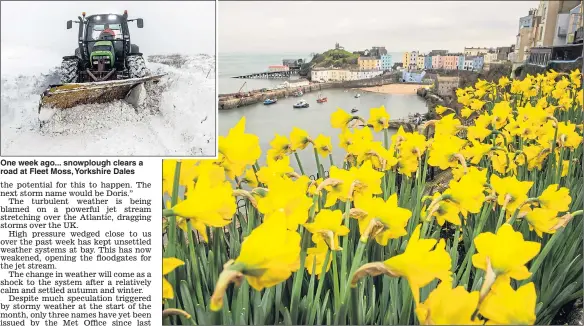  ??  ?? Early blooming... daffodils add a splash of colour to the picturesqu­e harbour at Tenby, West Wales, yesterday