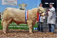  ??  ?? Aiden MacHale from Knockanill­aun, Ballina, Co Mayo and Seamus Egan with Junior Champion Garracloon Mighty Mac at the 2017 Irish Charolais Cattle Society Christmas Crackers Show and Sale