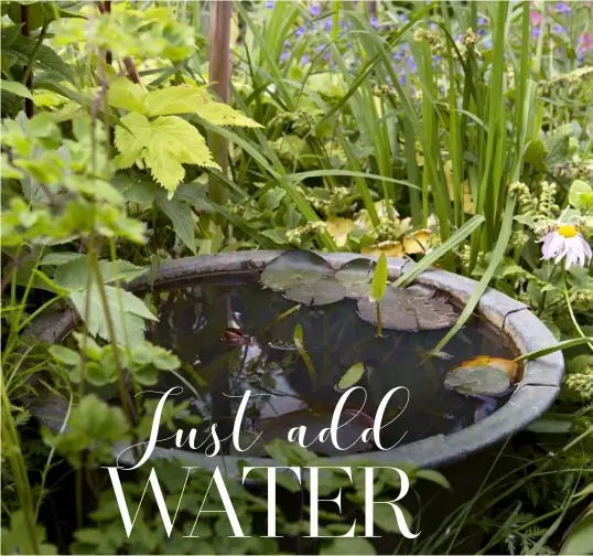  ??  ?? ANY WATERTIGHT POT OF A GOOD SIZE CAN BE TURNED INTO A MINI-POND. SURROUND IT WITH LUSH PLANTING TO INTEGRATE IT AND ADD ONE OR TWO AQUATIC PLANTS TO HELP KEEP THE WATER ALGAE-FREE