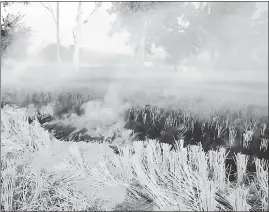  ??  ?? Farmers of Phillaur continue to burn stubble, in Jalandhar on November 18.