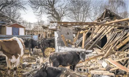  ?? IVOR PRICKETT/THE NEW YORK TIMES ?? A Russian missile damaged this farm last month near Kyiv. “My farm has turned to ruins,” said one farmer near Chernihiv.