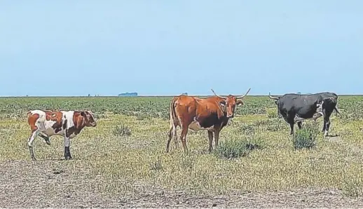  ?? // ABC ?? Doñana muestra un paisaje muy distinto al de hace unos años