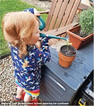  ?? ?? Mabel of East Boldon Infant School watering her sunflower