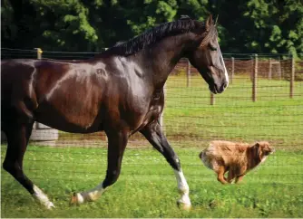  ??  ?? PROGRESS: Advances in veterinary anesthesia have made surgery safer for both horses and dogs of all ages.