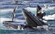  ?? AP ?? Humpback whales are seen feeding at the Stellwagen Bank National Marine Sanctuary off Cape Cod.