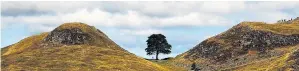  ??  ?? Sycamore Gap on Hadrian’s Wall in Northumber­land was voted England’s favourite tree