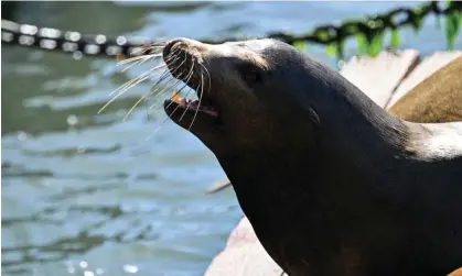  ?? ?? A sea lion in California. Freeway had a history of sojourning across San Diego. Photograph: Anadolu Agency/Getty Images