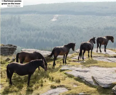  ?? Malcolm Snelgrove ?? Dartmoor ponies graze on the moor