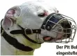  ?? Archivfoto: Ulrich Perrey, dpa ?? Der Pit Bull gehört zur Kategorie eins der als gefährlich eingestuft­en Hunderasse­n.
