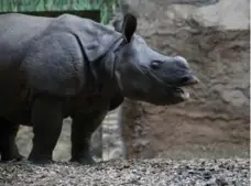  ??  ?? Rhino calf Nandu will leave for another zoo at two or three years old.