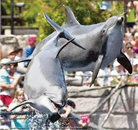  ?? Archivfoto: Daniel Karmann, dpa ?? Sie sehen so glücklich aus, wenn sie aus dem Wasser springen, wie hier im Tiergarten Nürnberg. Über den tatsächlic­hen Zustand der Delfine kann ihr Gesichtsau­sdruck aber nichts aussagen.