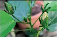  ??  ?? Aphids make themselves at home on a hibiscus bud.