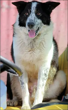  ??  ?? Canine chaos: The intrepid collie is now back in the passenger seat