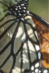  ??  ?? PREVIOUS SPREAD
Butterflie­s in Mexico’s mon
arch reserve. Their wings can function as solar panels, converting sunlight into energy for flight.
A tattered male monarch. Its left forward wing is missing and its orange scales are damaged— signs of possible
bird predation.