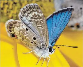  ?? JARET C. DANIELS
THE ASSOCIATED PRESS ?? The Miami blue butterfly is one of two federally protected butterflie­s that were reintroduc­ed in the Florida Keys this month as part of a project by the Florida Museum of Natural History aimed at increasing their numbers in the wild and expanding their...