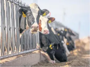  ?? NYT ?? Holstein dairy cows eat a grain mixture at a dairy farm outside of Muleshoe, Texas, on Jan 4, 2016, in this file photo.