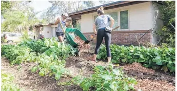  ?? STAFF FILE ?? With a $50,000 share of a U.S. Department of Agricultur­e grant, IDEAS For Us agreed to establish 15 micro-farms in Holden Heights and Parramore — neighborho­ods the USDA considers “food deserts” for the lack of full-fledged grocery stores.