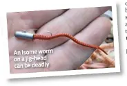  ??  ?? An Isome worm on a jig-head can be deadly