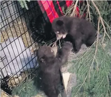  ??  ?? A screen grab from a video provided by Howard Smith, managing director of the Aspen Valley Wildlife Sanctuary in Rosseau, Ont., shows two of the three bear cubs rescued from a roadside washroom in Banff National Park.