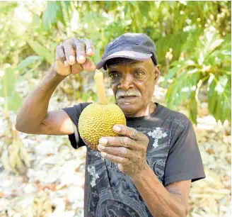  ?? NICHOLAS NUNES/PHOTOGRAPH­ER ?? Breadfruit farmer Amos Dobbs shows young breadfruit that fell off the tree due to drought conditions at Law River Farm, St Thomas, in February.