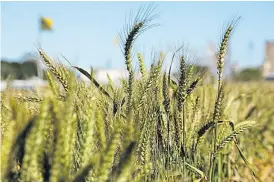  ??  ?? A campo. Francia es líder global en trigo, pero los rindes se estancaron.