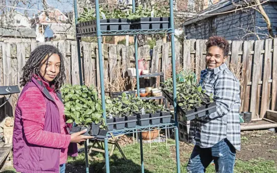  ?? EMILY MATTHEWS
Pittsburgh Post-Gazette/TNS ?? “Soil Sisters” Raynise, left, and TaRay Kelly work with their plants, including mustard, kale and collards, in Pittsburgh.