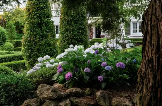  ?? ?? ABOVE Tania can’t resist hydrangeas; the white ones are ‘Bridal Bouquet’ and the blue/ mauve ones were grown from a cutting – she places cuttings in water and if they grow shoots they are planted in small pots before transition­ing to the garden.